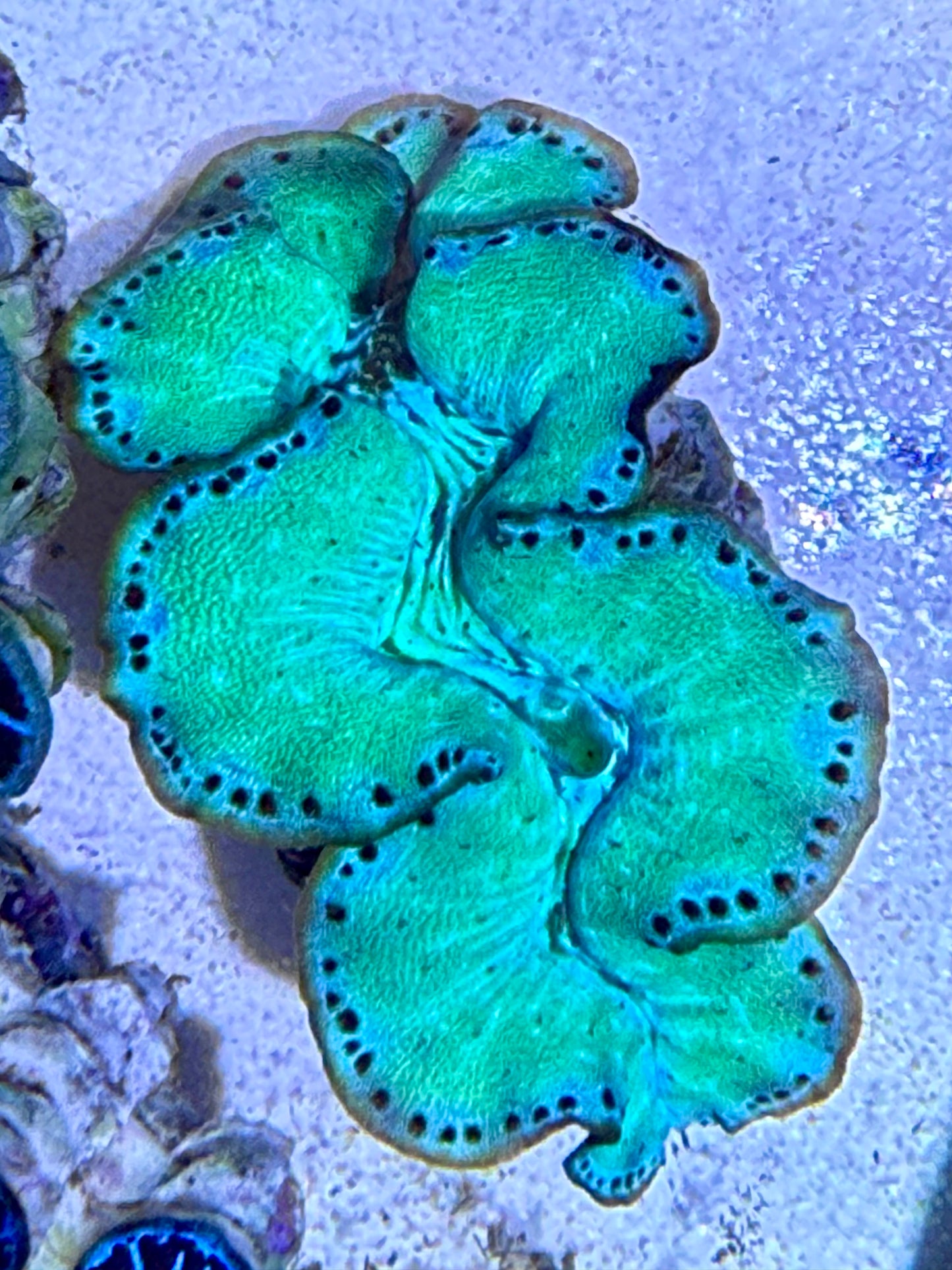 Cultured Maxima Clam Ultra Green with baby blue and black dots