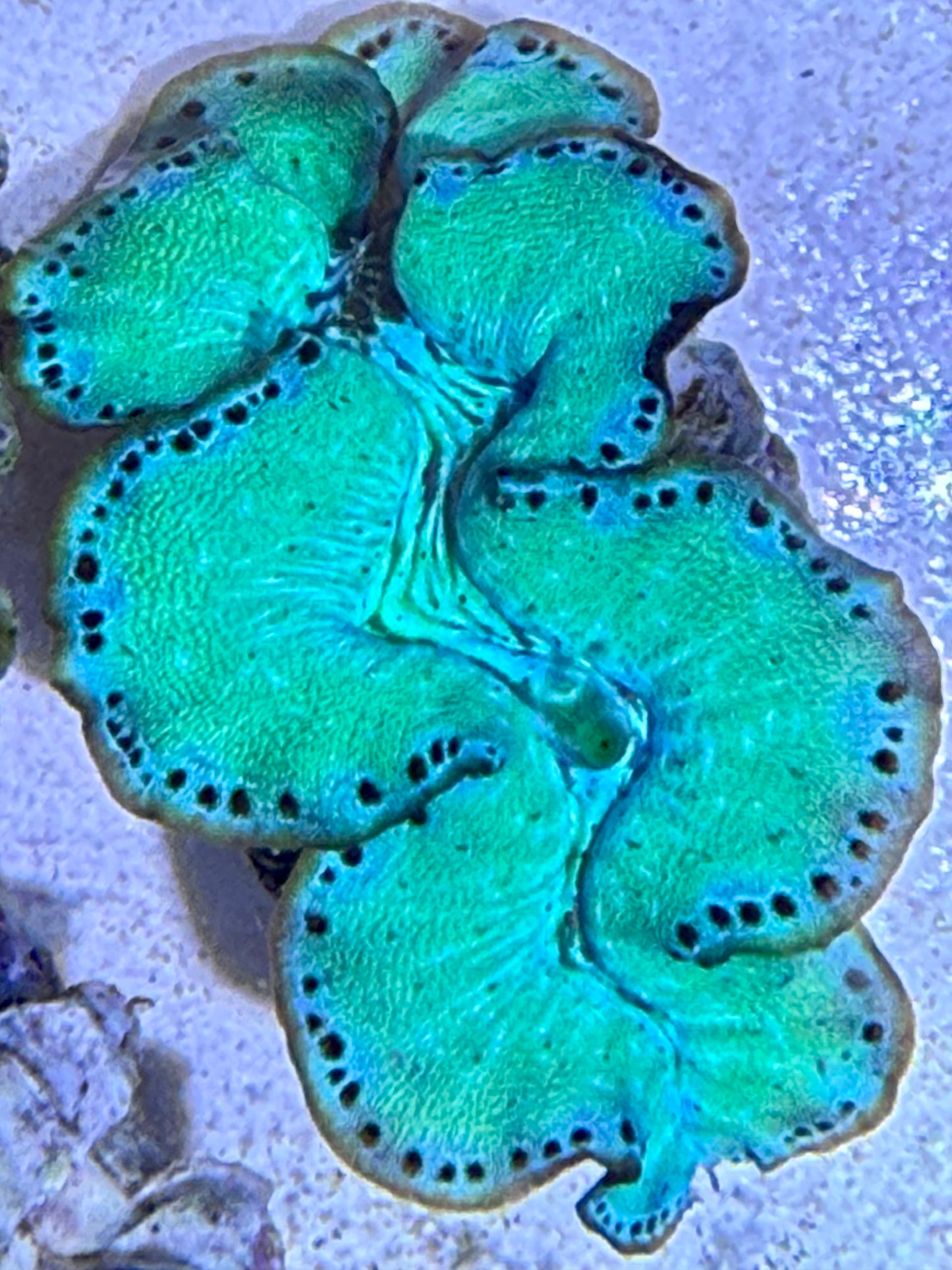 Cultured Maxima Clam Ultra Green with baby blue and black dots