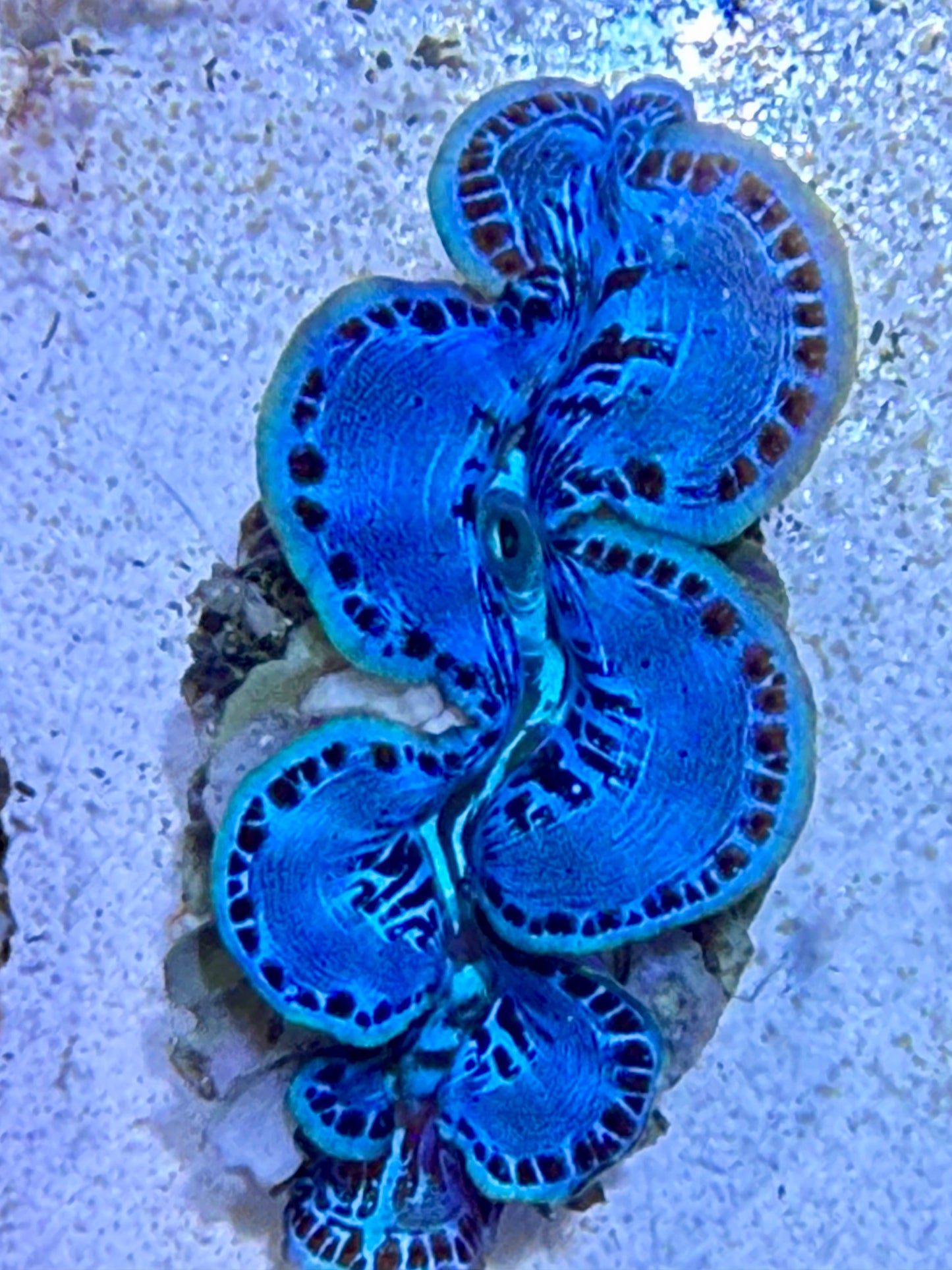 Cultured Maxima Clam baby blue with green line lips and black dots