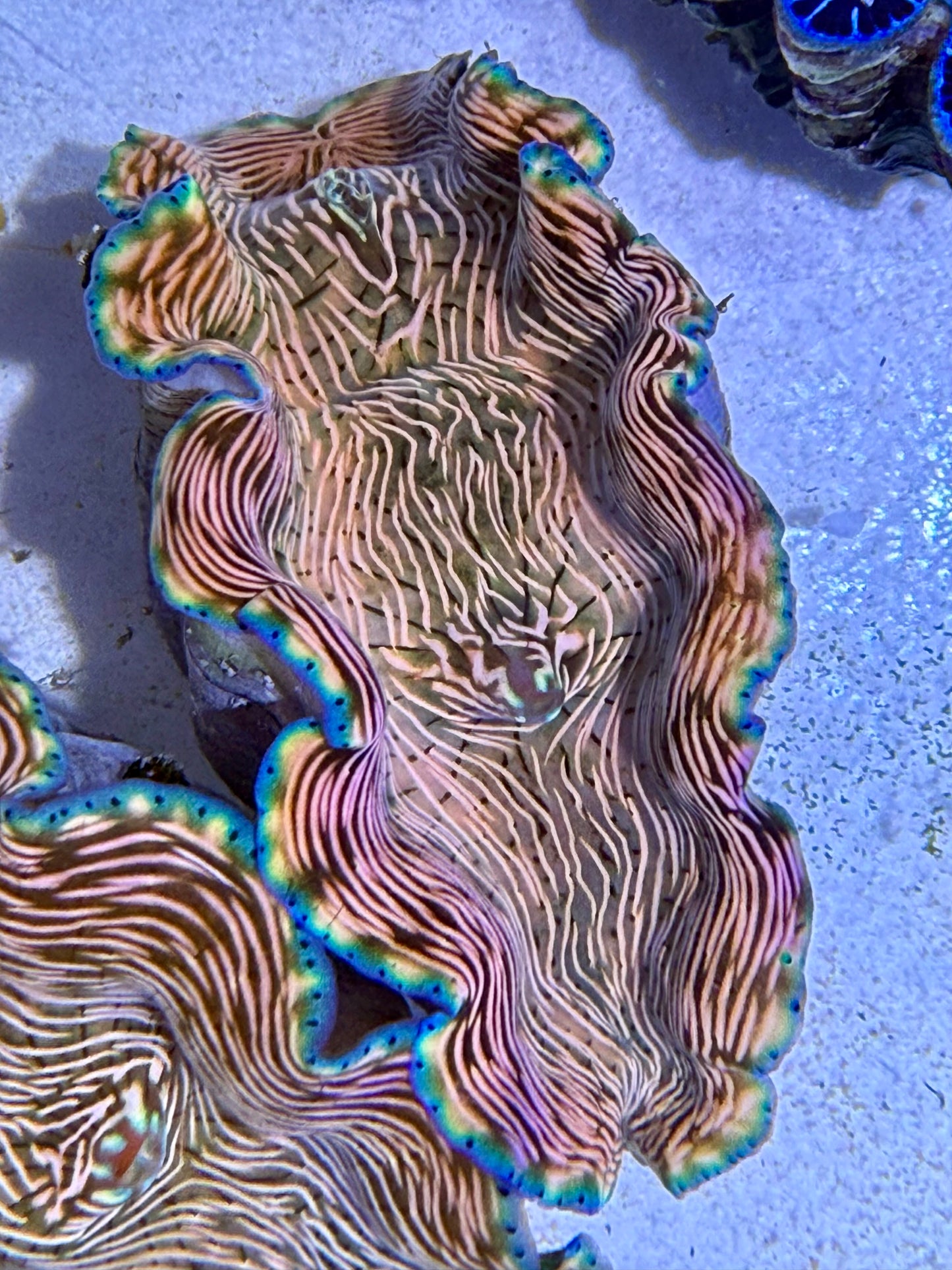 Cultured Derasa Clam with green and orange lines
