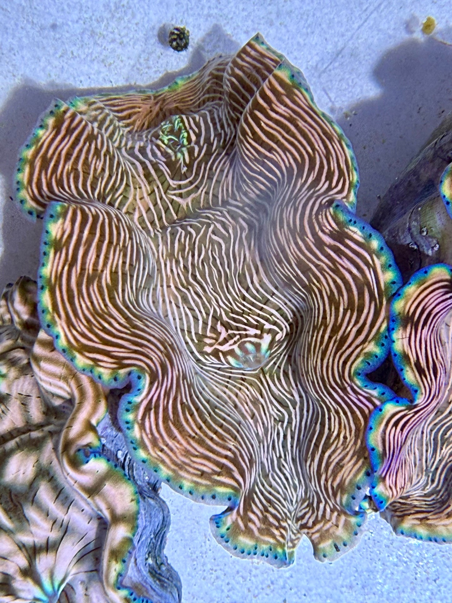 Cultured Derasa Clam with green and orange lines