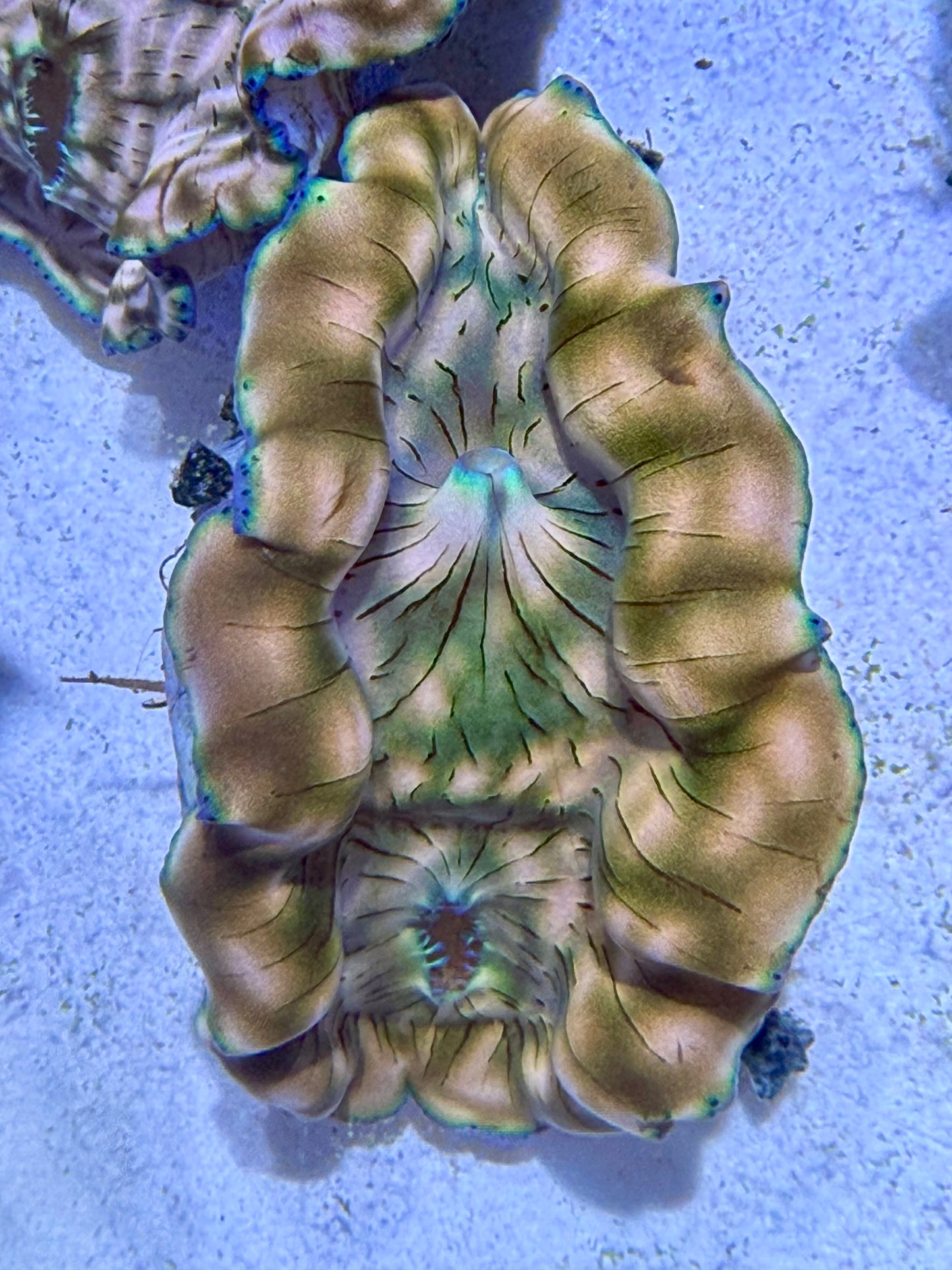 Cultured Derasa Clam deluxe gold with green