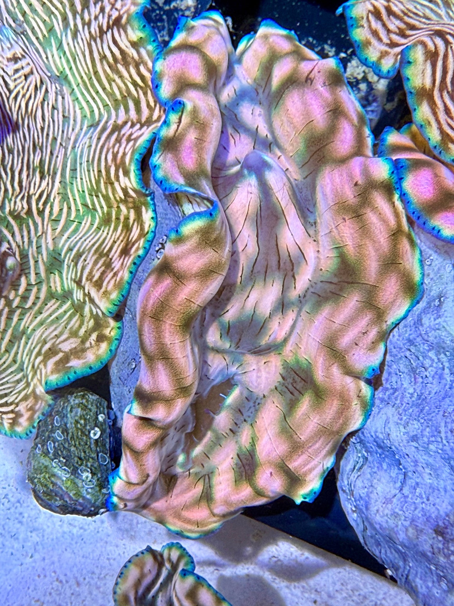 Cultured Rare Derasa Clam pinkish color