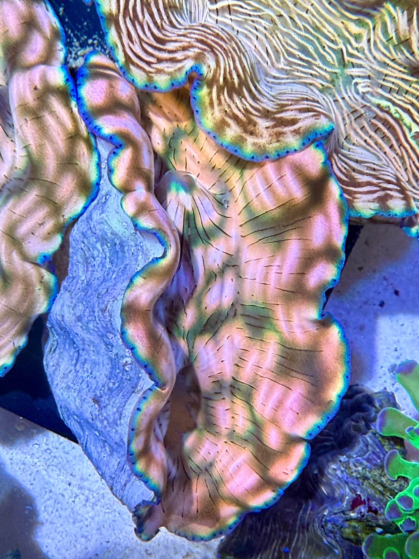 Cultured Rare Derasa Clam pinkish color