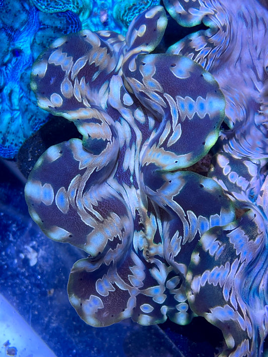 Squamosa Ultra Blue Dotted Clam