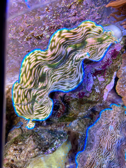 Derasa Clam Large Super Yellow and Green with Neon Blue Rim