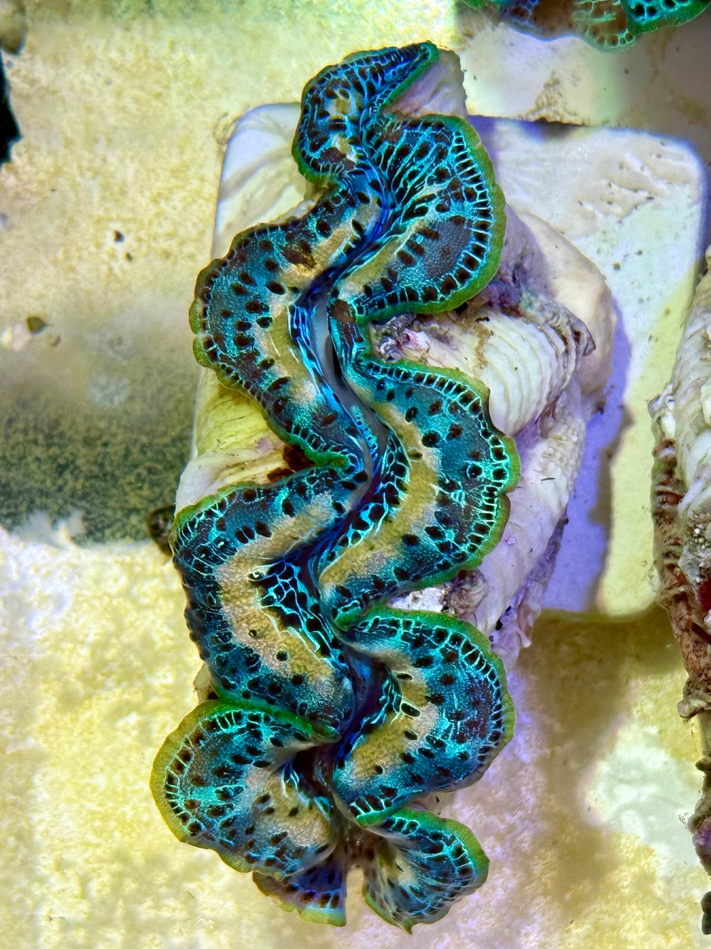 Cultured Maxima Clam 2.5” to 3.5” ultra white lined neon clam