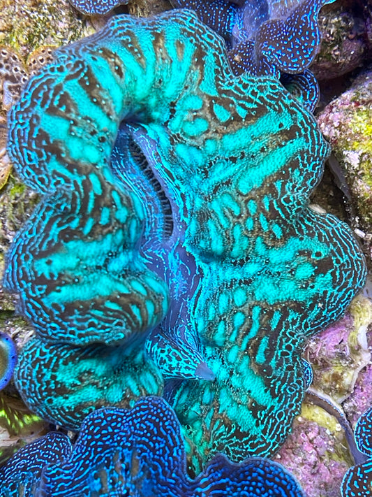 Crocea Clam Neon Green Rainbow clam