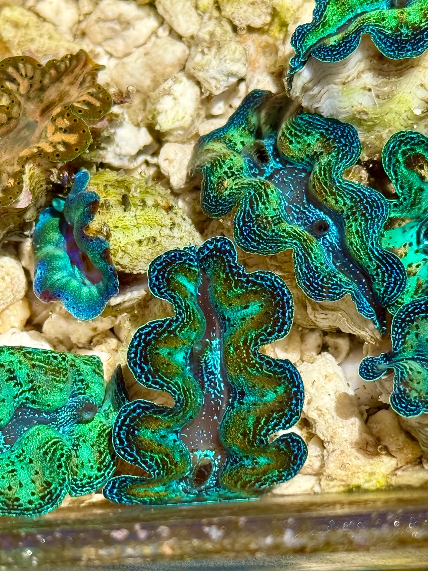1" to 1.5" Captive Bred Ultra Neon Rainbow Crocea clam