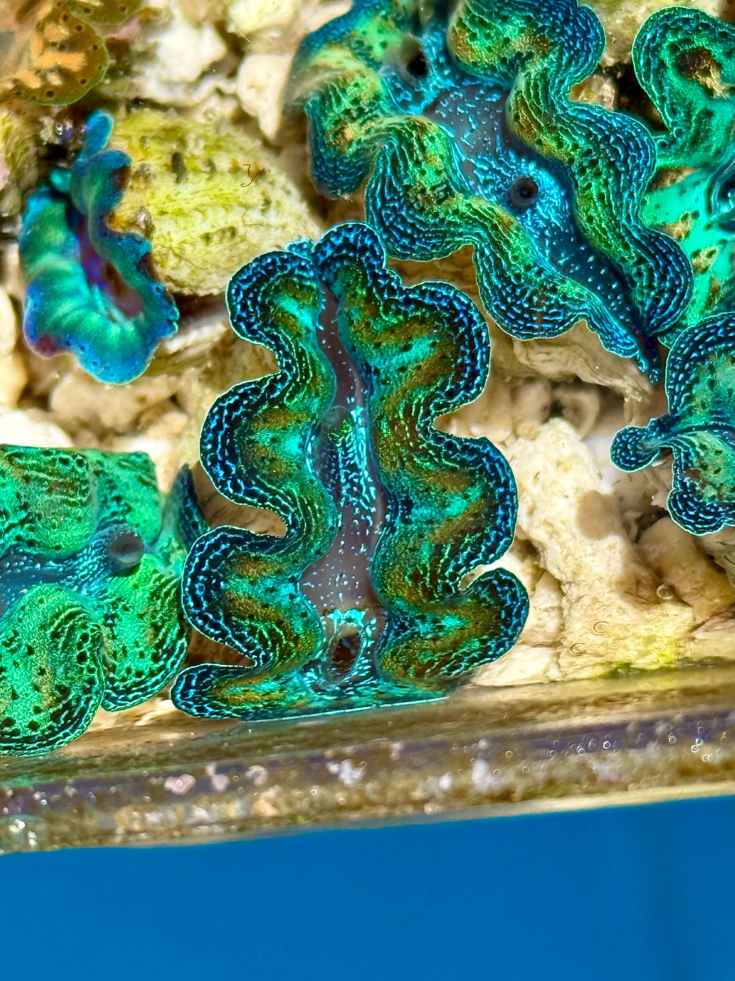 1" to 1.5" Captive Bred Ultra Neon Rainbow Crocea clam