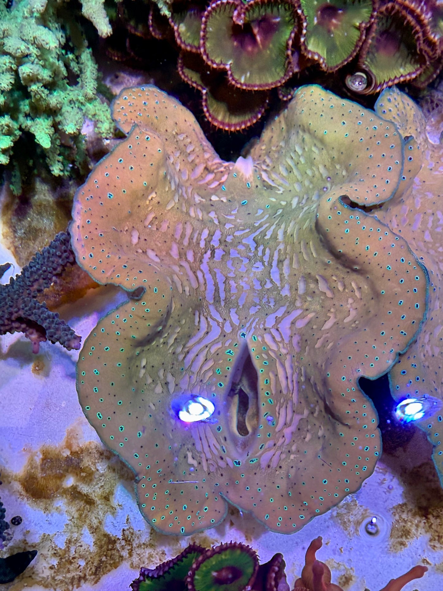 Gigas clam 6”