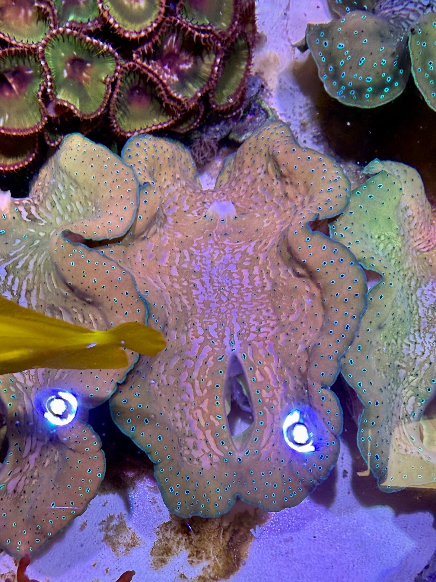 Gigas clam 6”