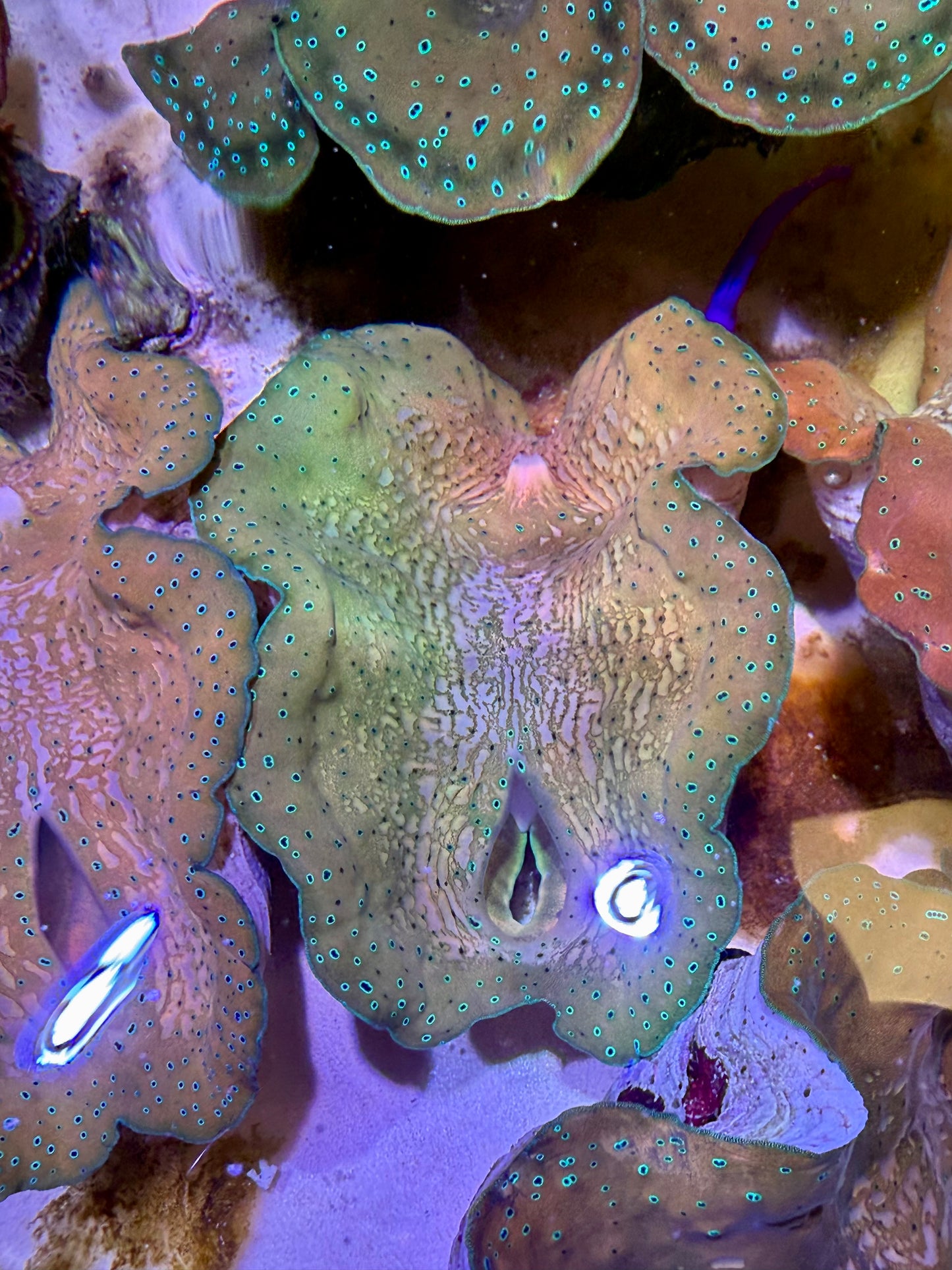 Gigas clam 6”