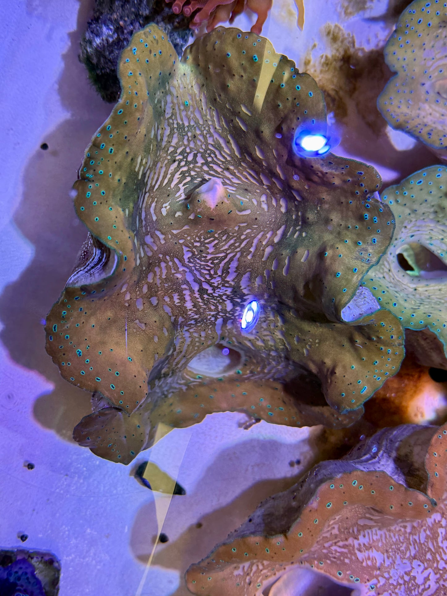 Gigas clam 7” to 8”