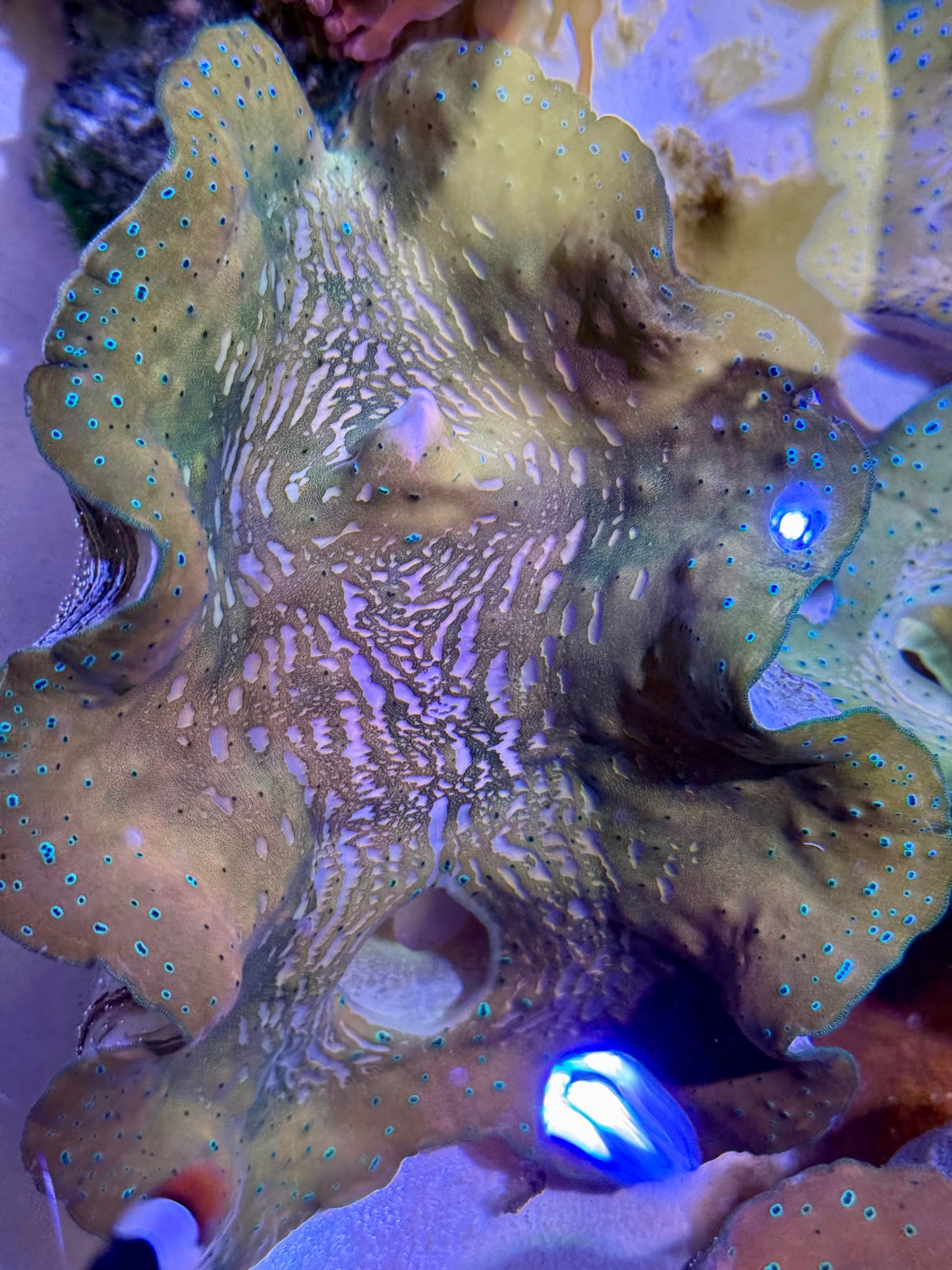 Gigas clam 7” to 8”