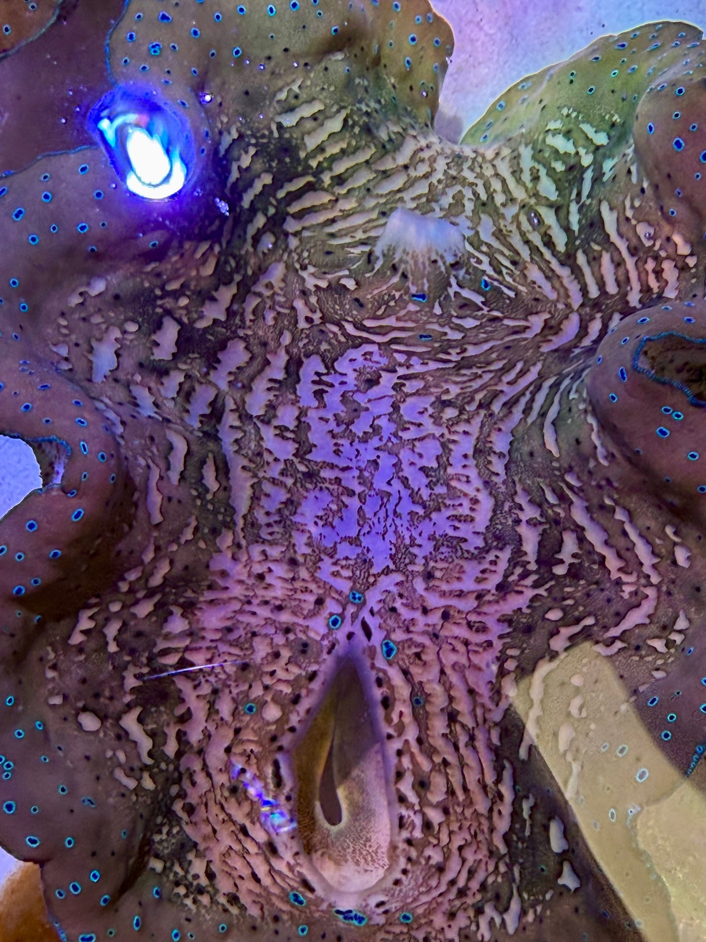 Gigas clam 7” to 8”