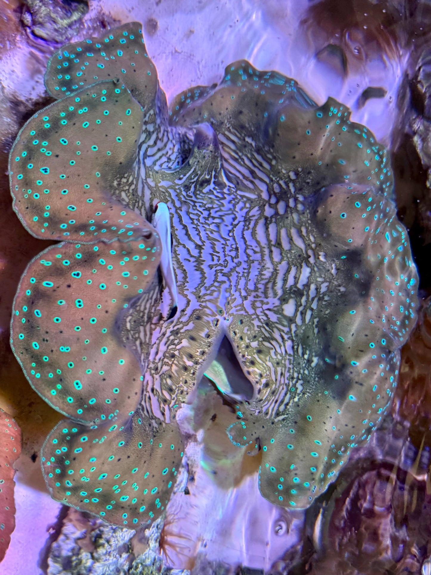 Gigas clam 10” to 11”
