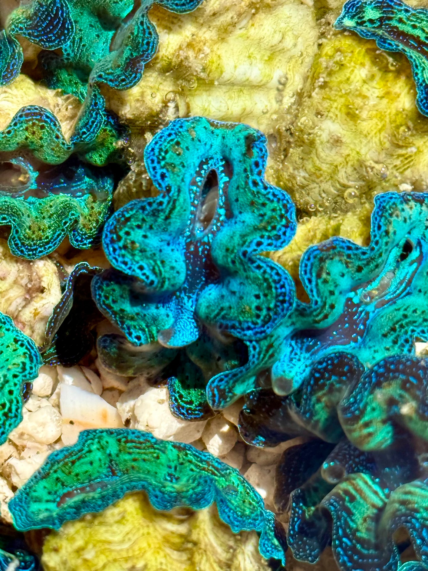 1" to 1.5" Captive Bred ultra Neon rainbow Crocea clam