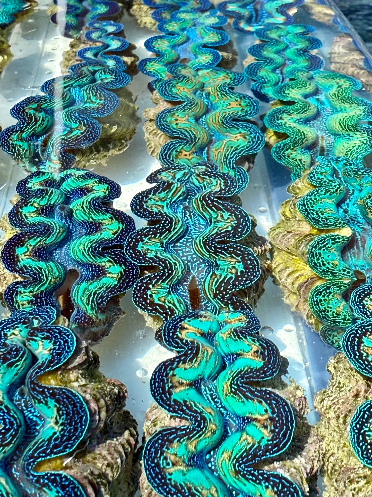 Super Rare! Ultra Rainbow Clam