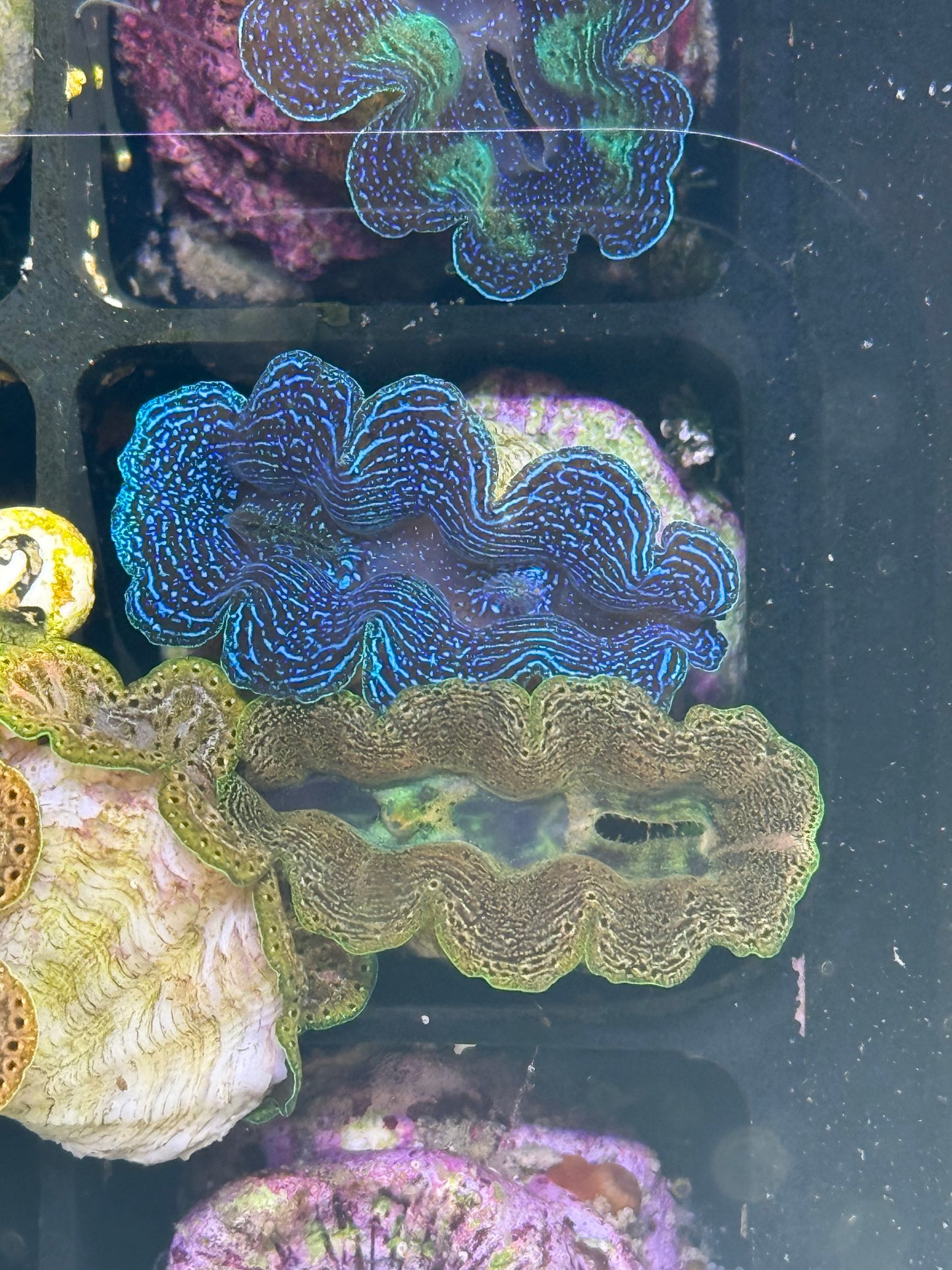 Captive Bred Crocea clam 2 combo #20