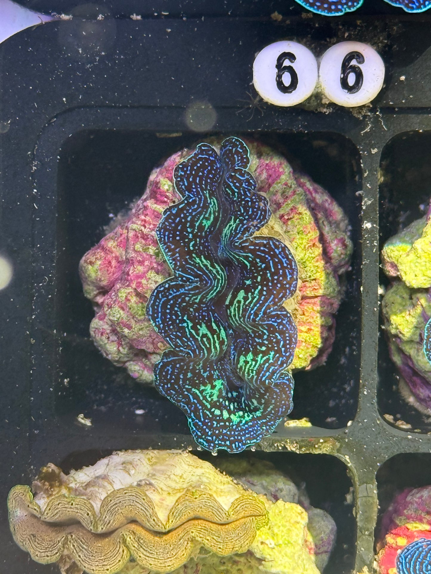Captive Bred Crocea clam #66