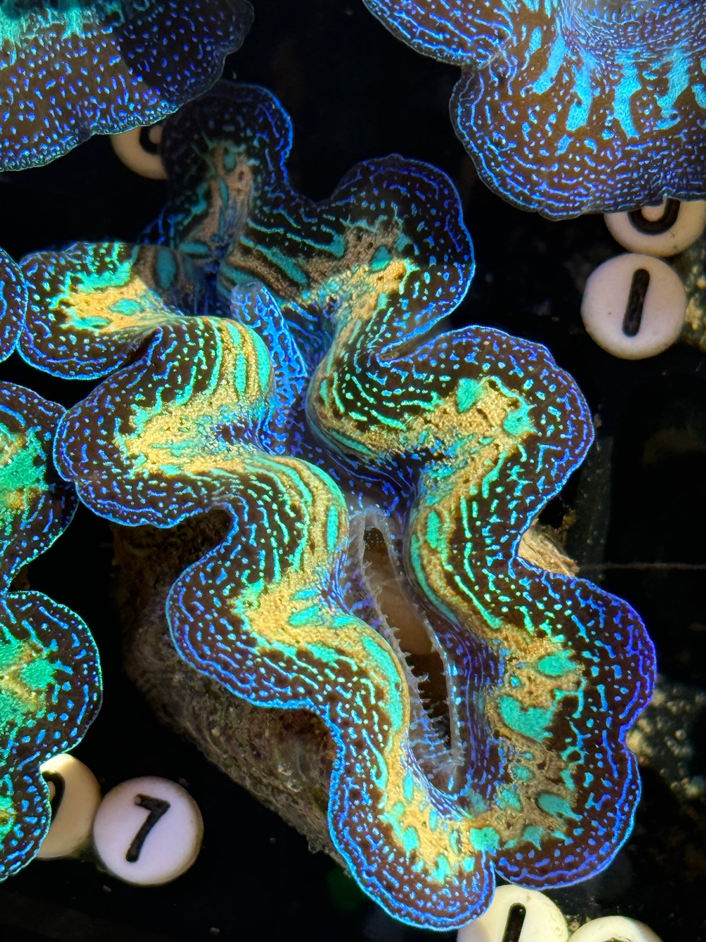 Captive Bred Crocea ultra rainbow clam #97 live sale