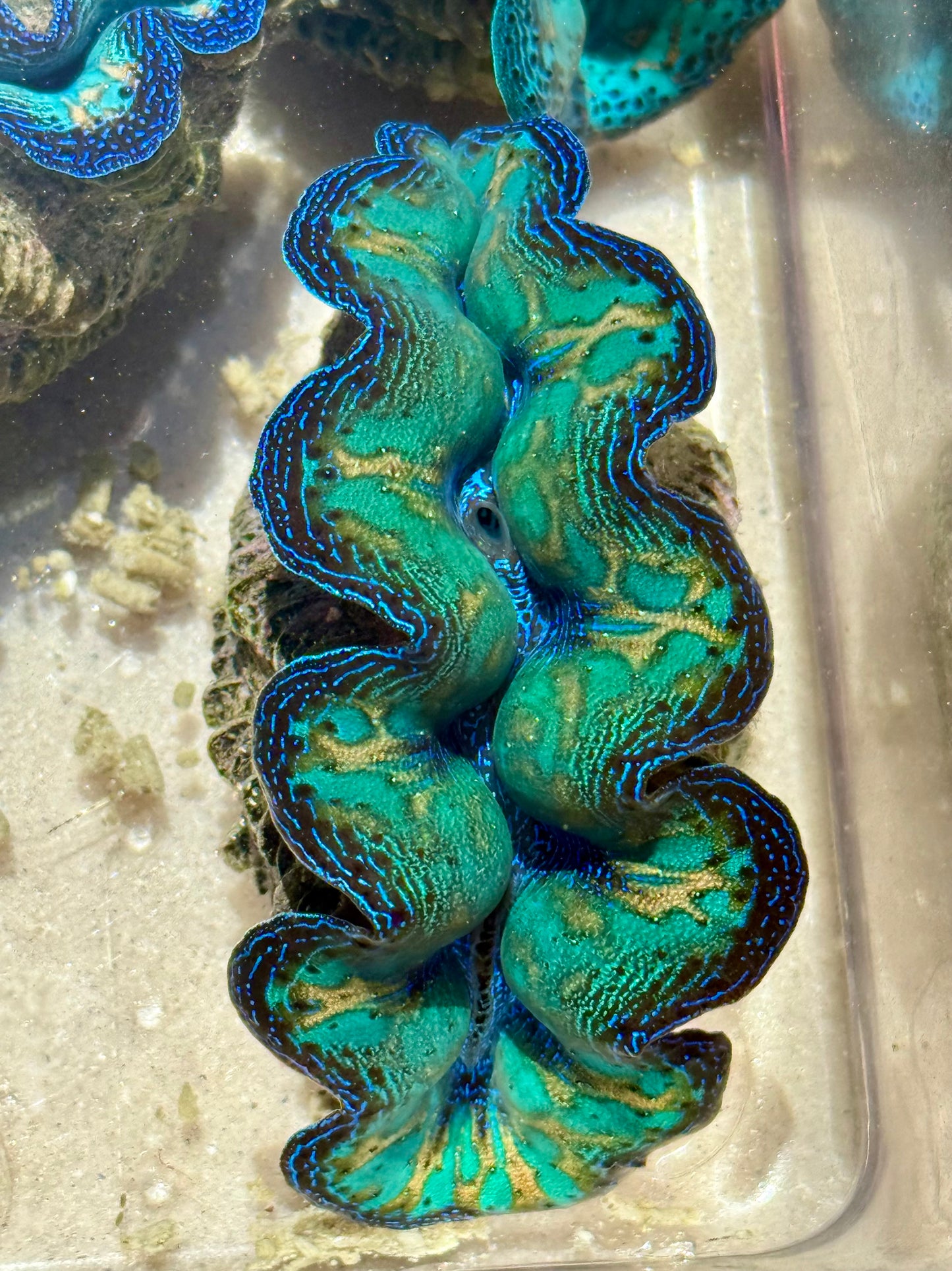 Super Ultra Crocea Rainbow FT2 #1