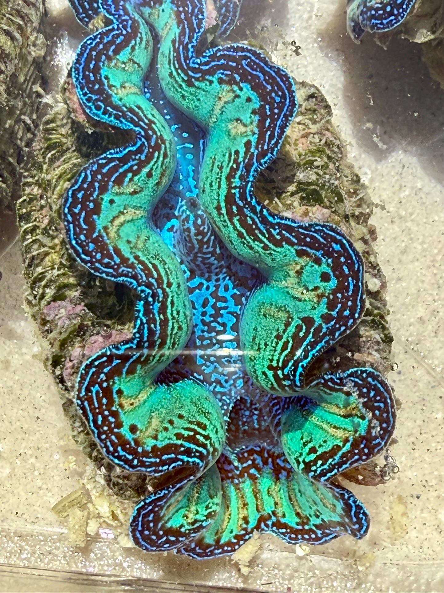 Ultra Rainbow Neon Crocea FT2 #2