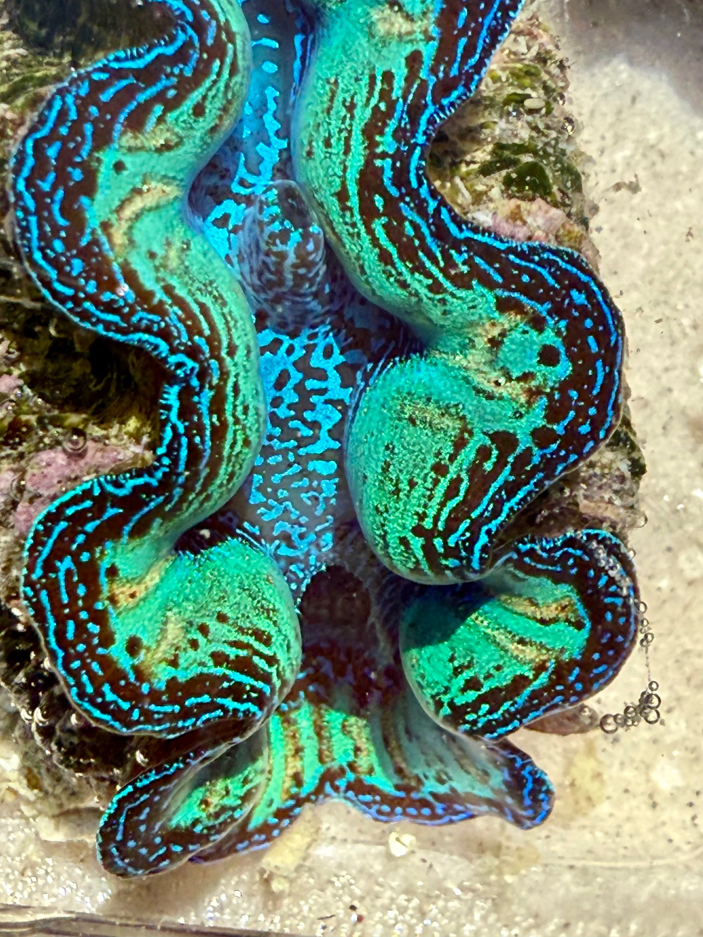 Ultra Rainbow Neon Crocea FT2 #2