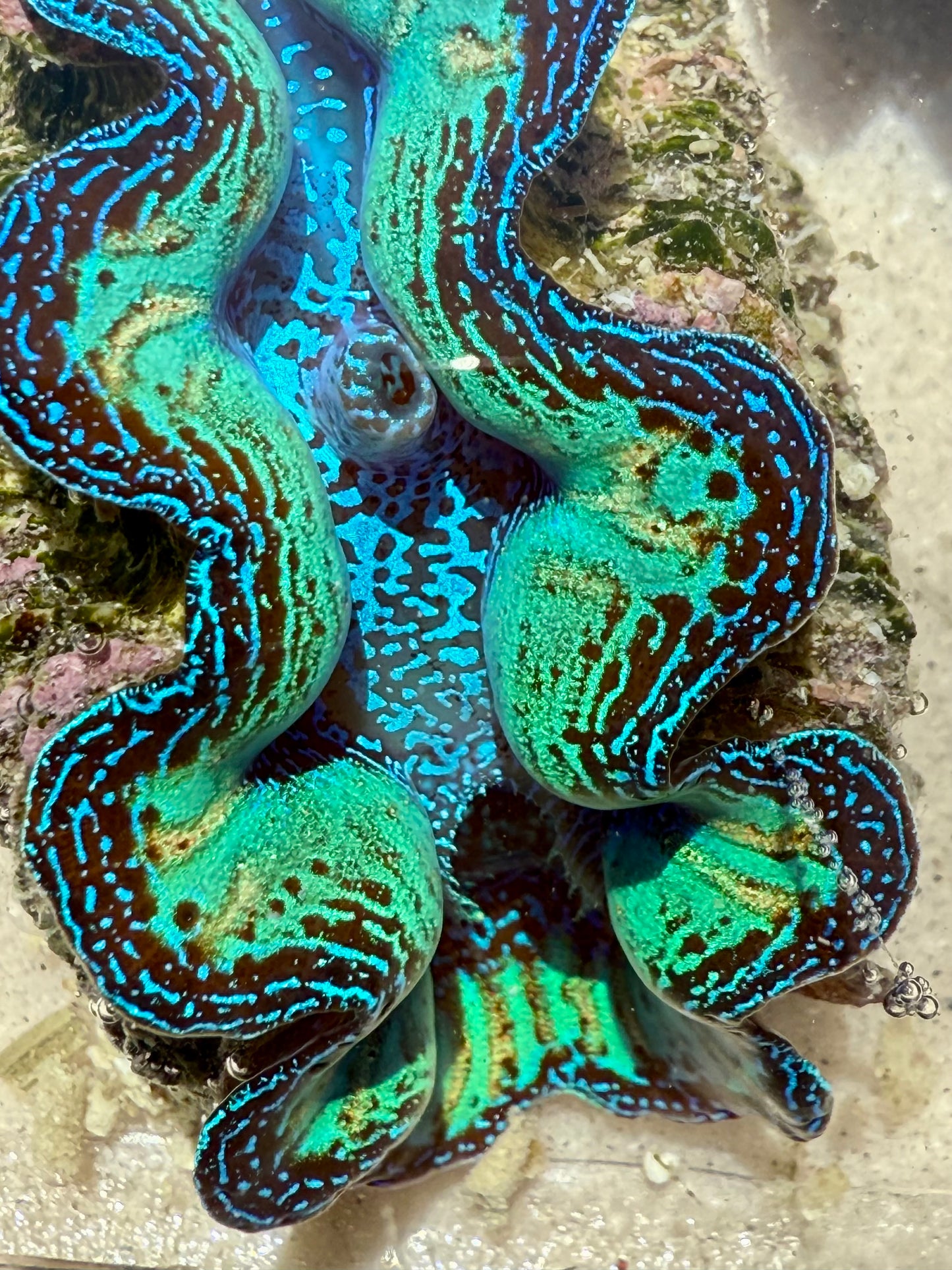 Ultra Rainbow Neon Crocea FT2 #2