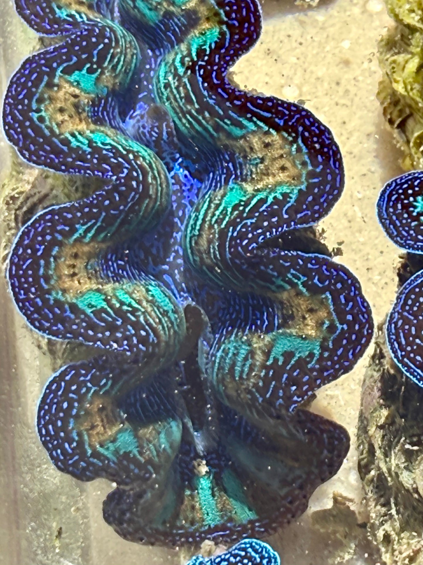 Ultra Neon Crocea Rainbow FT3 #5
