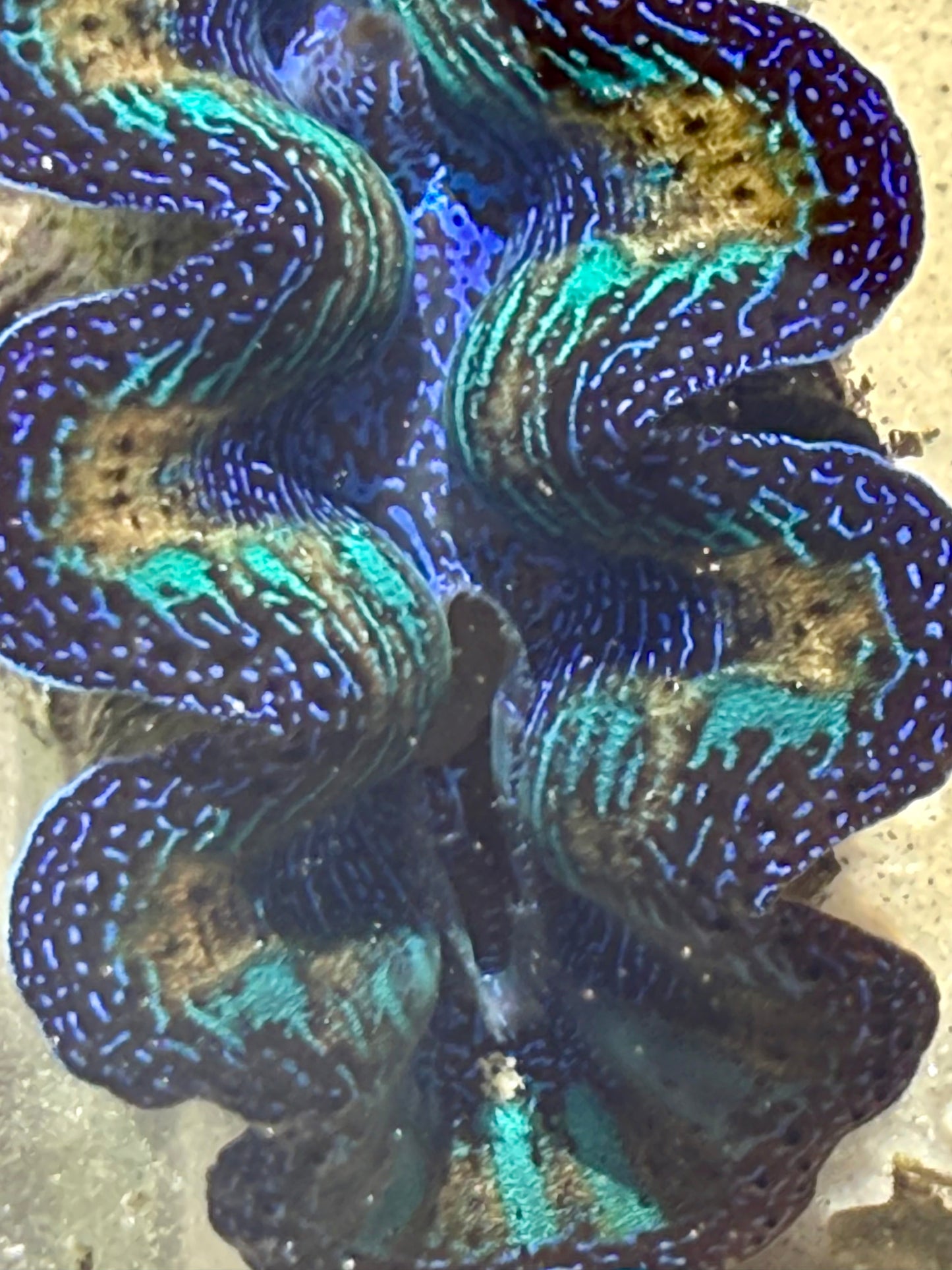 Ultra Neon Crocea Rainbow FT3 #5