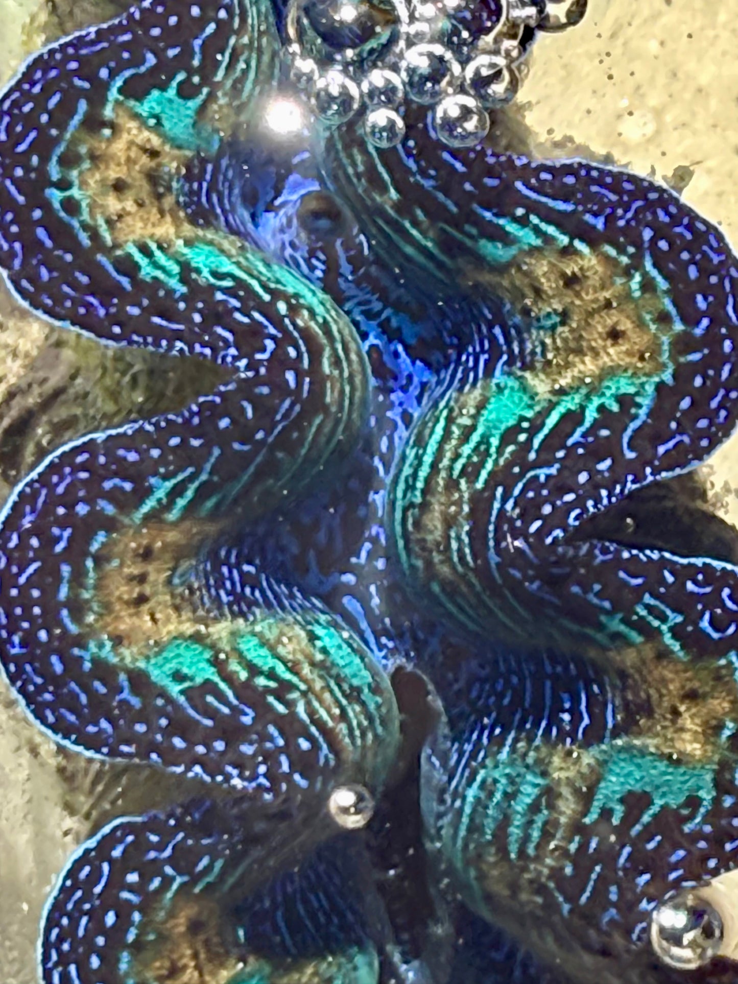 Ultra Neon Crocea Rainbow FT3 #5
