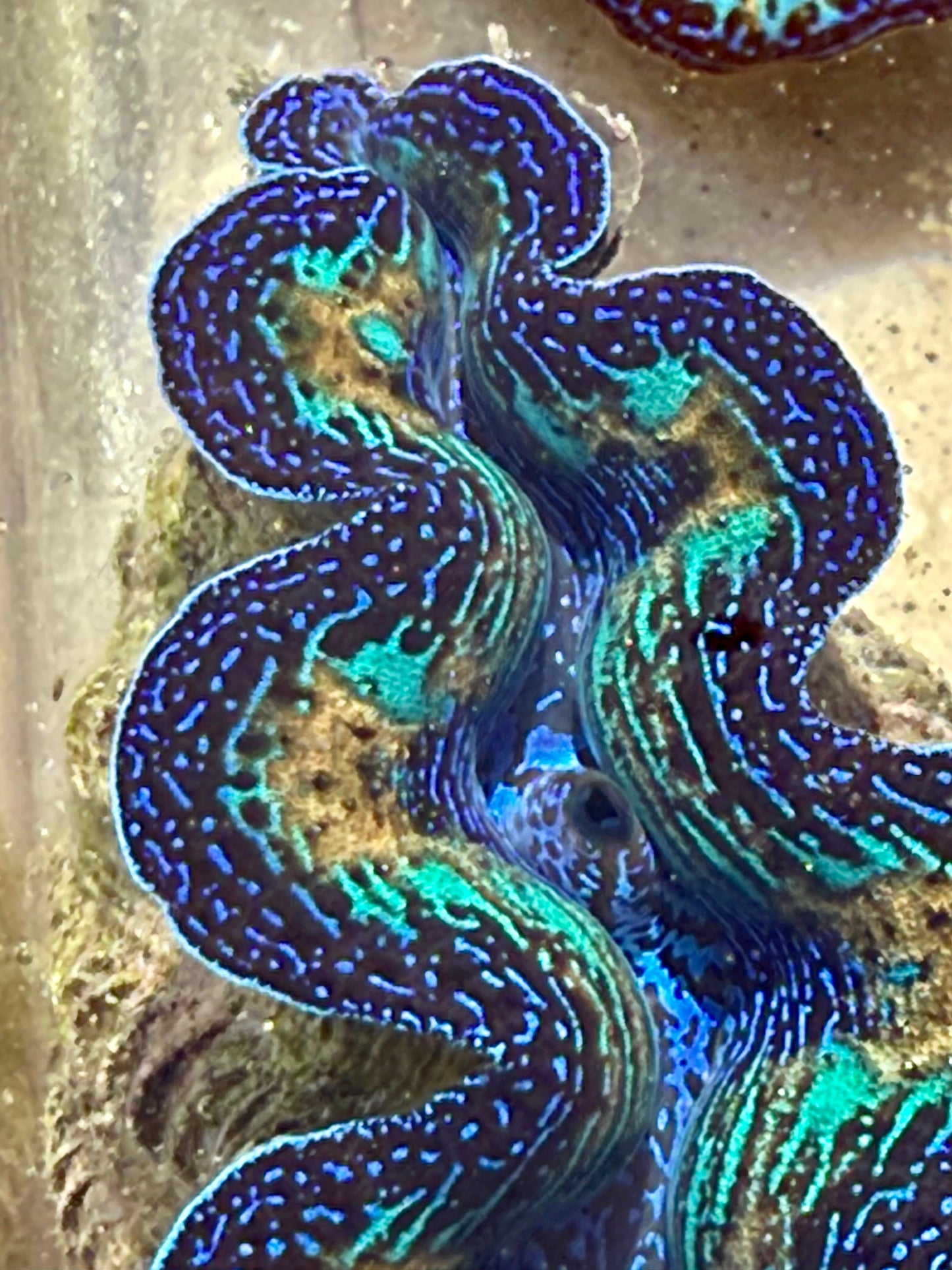 Ultra Neon Crocea Rainbow FT3 #5