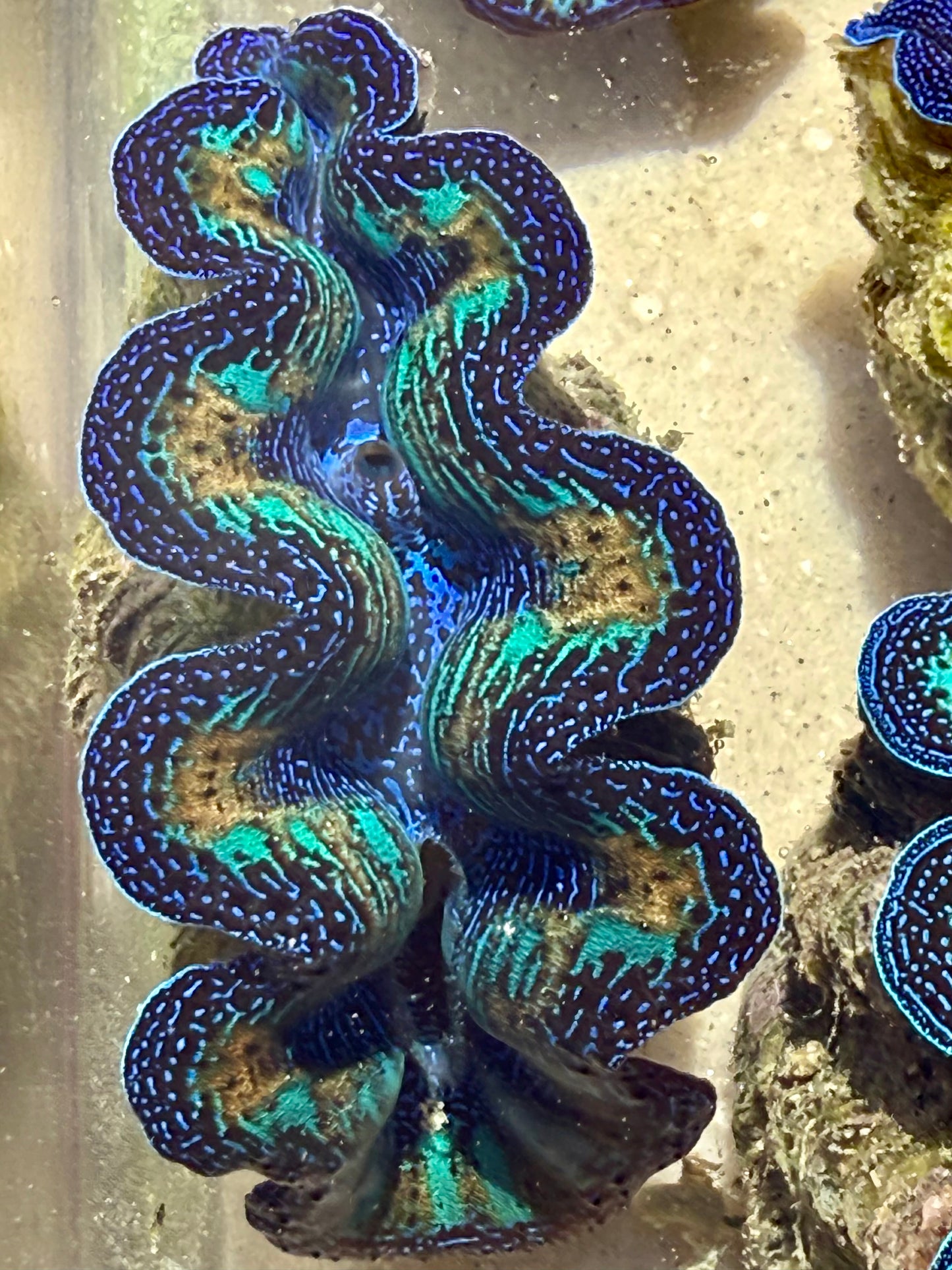 Ultra Neon Crocea Rainbow FT3 #5