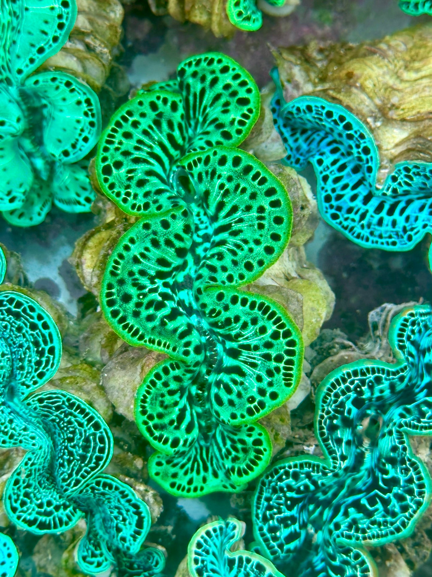 Maxima Clam
