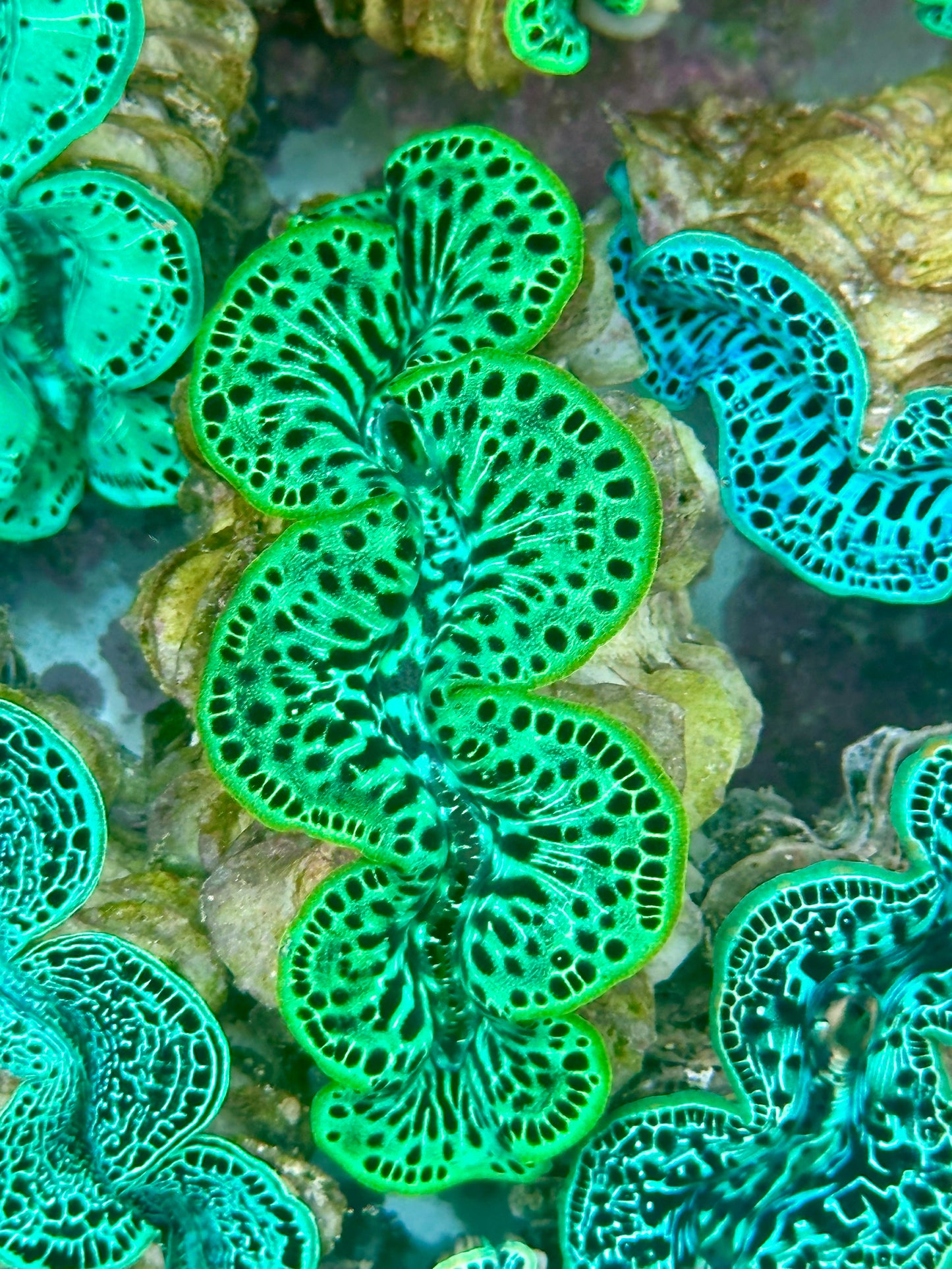 Maxima Clam