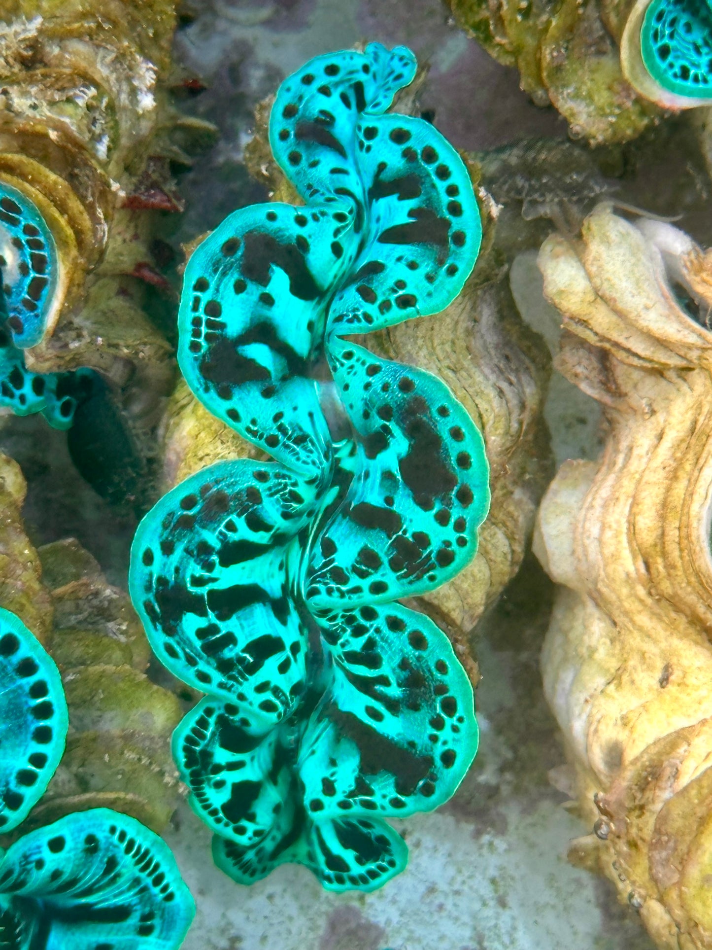 Maxima Clam