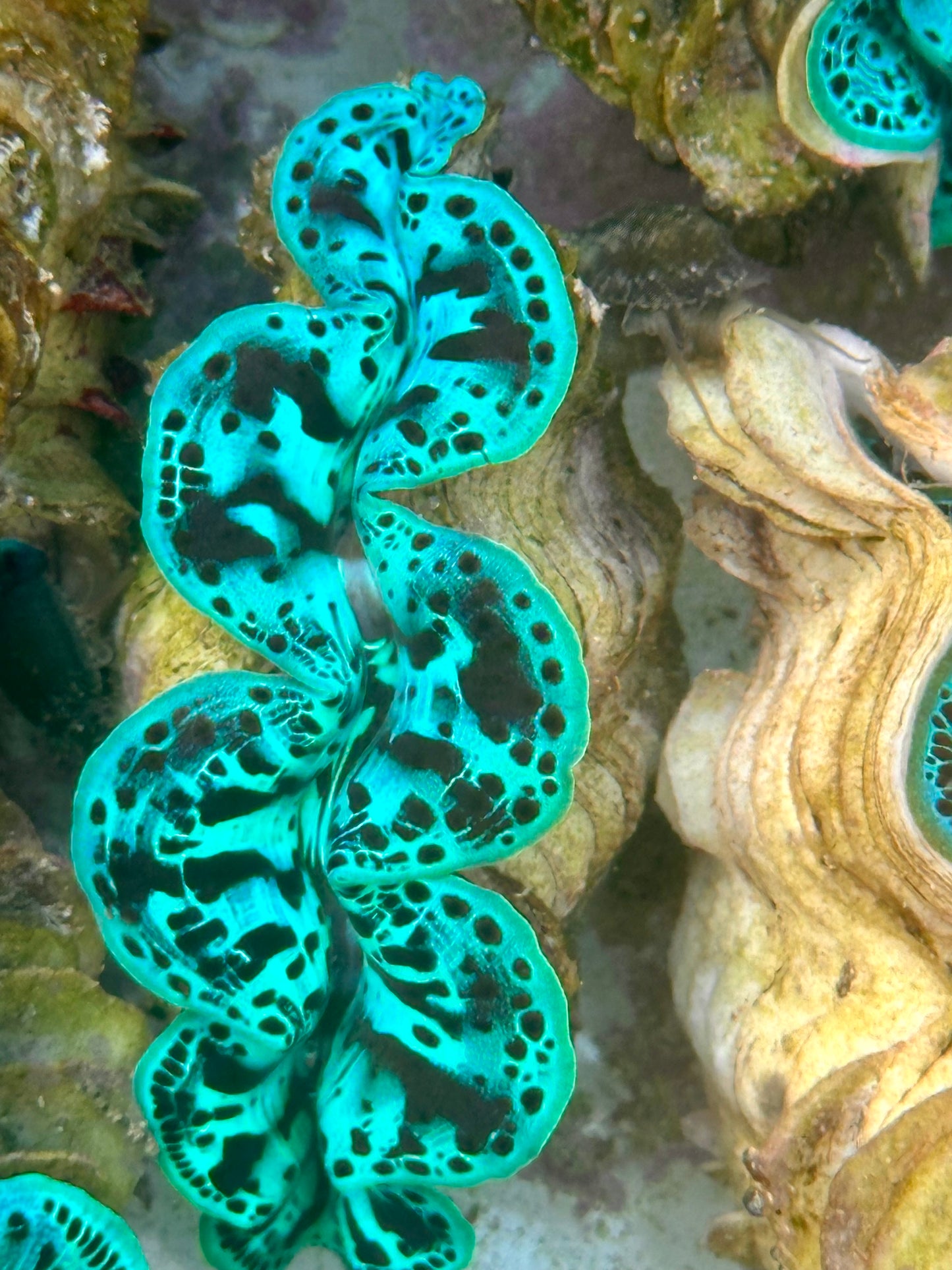 Maxima Clam