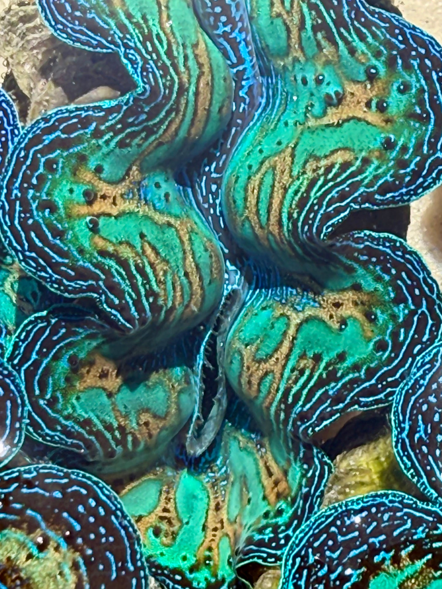 Ultra Crocea Rainbow FT4 #6