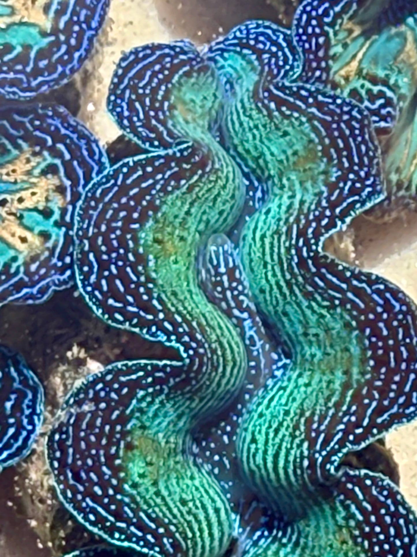 Ultra Crocea Rainbow FT4 #8