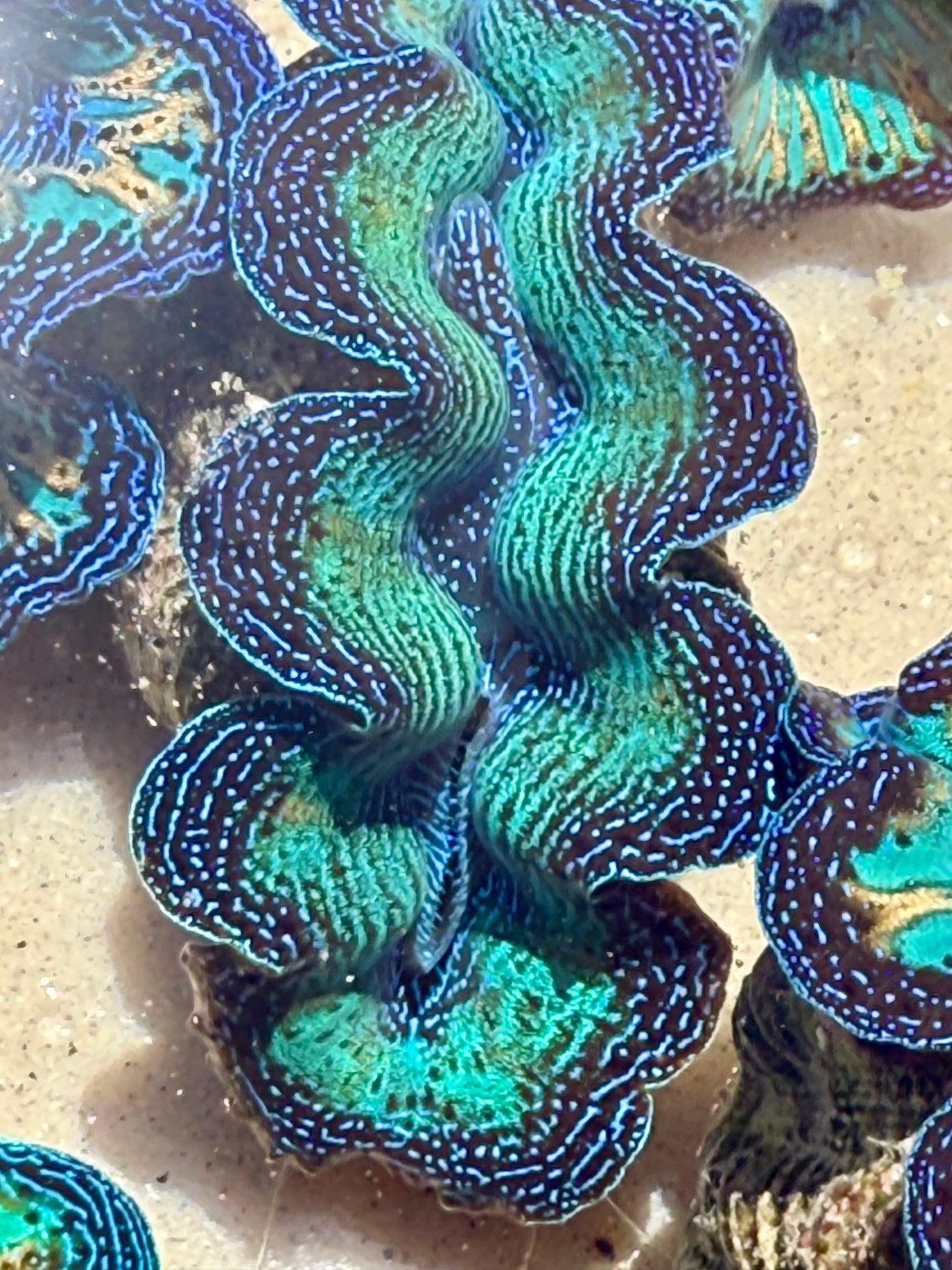 Ultra Crocea Rainbow FT4 #8