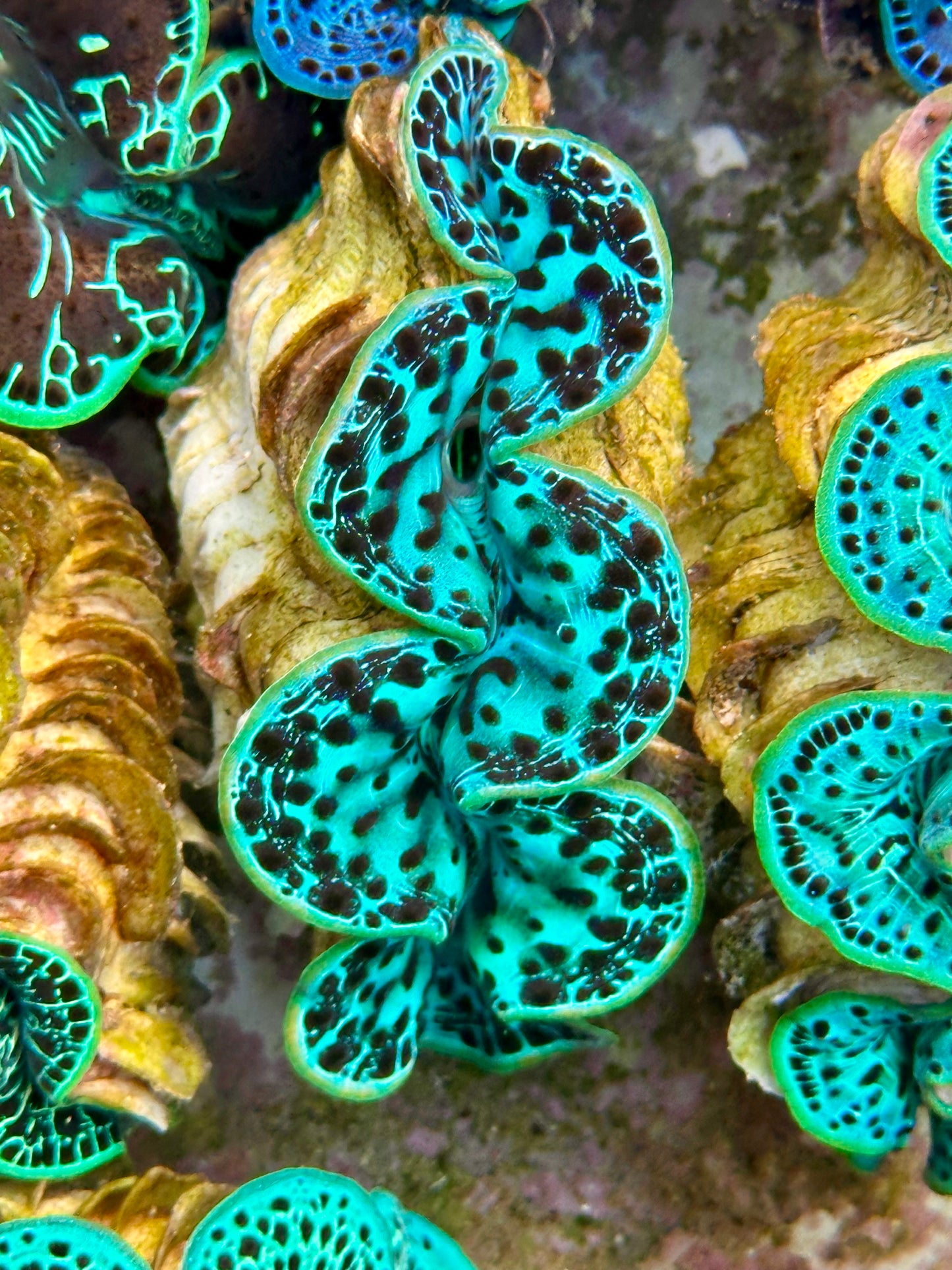 Ultra Blotched Neon Green and Black Maxima Clam