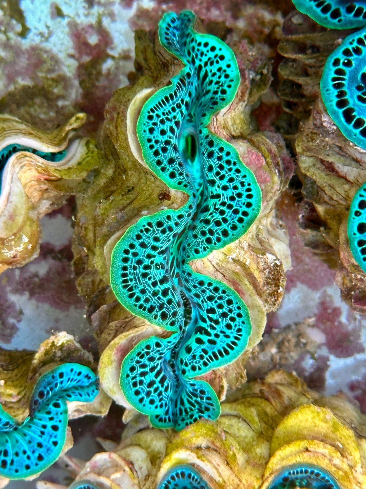 Ultra Neon Green and Black Leopard Maxima Clam