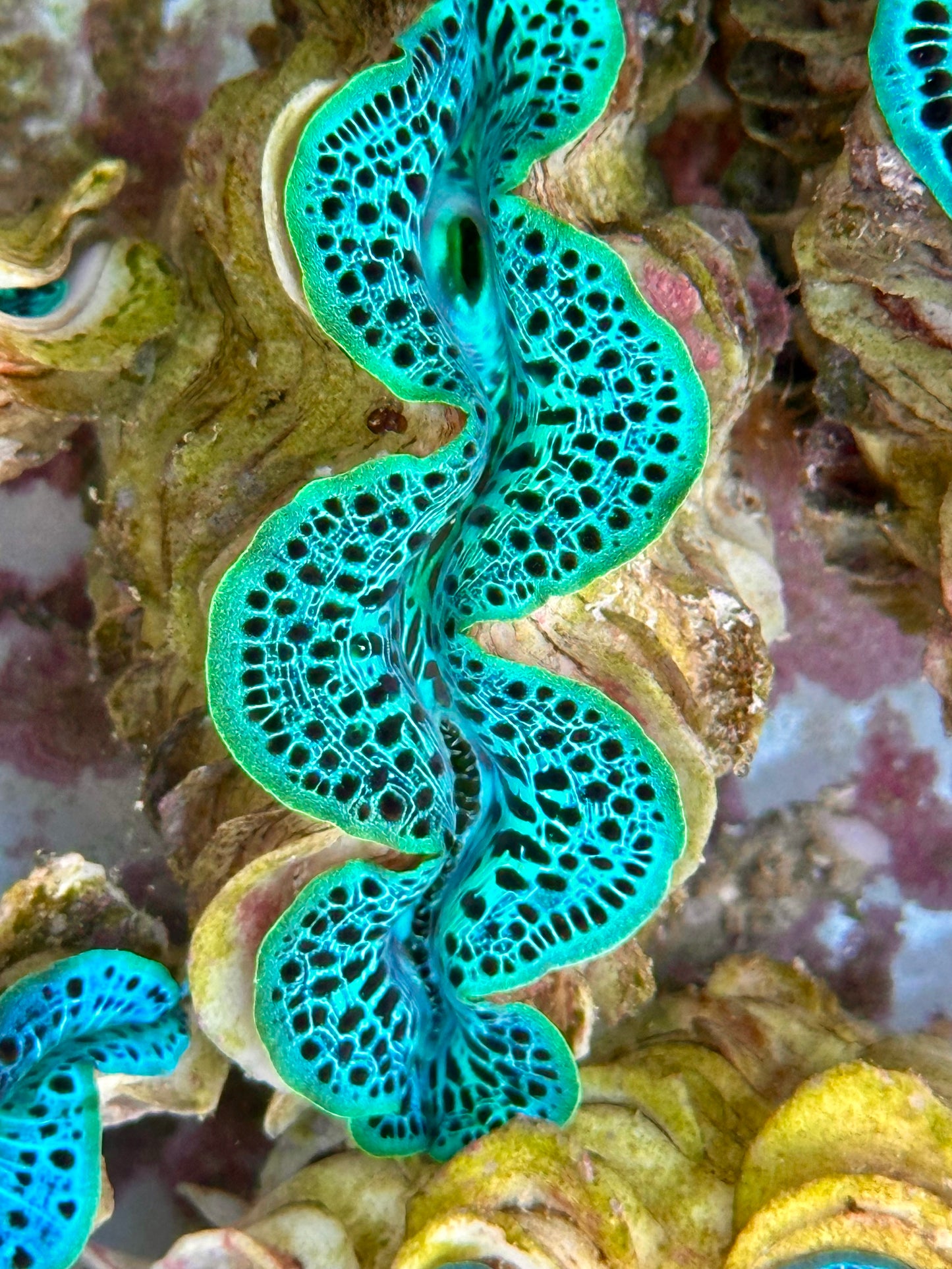 Ultra Neon Green and Black Leopard Maxima Clam