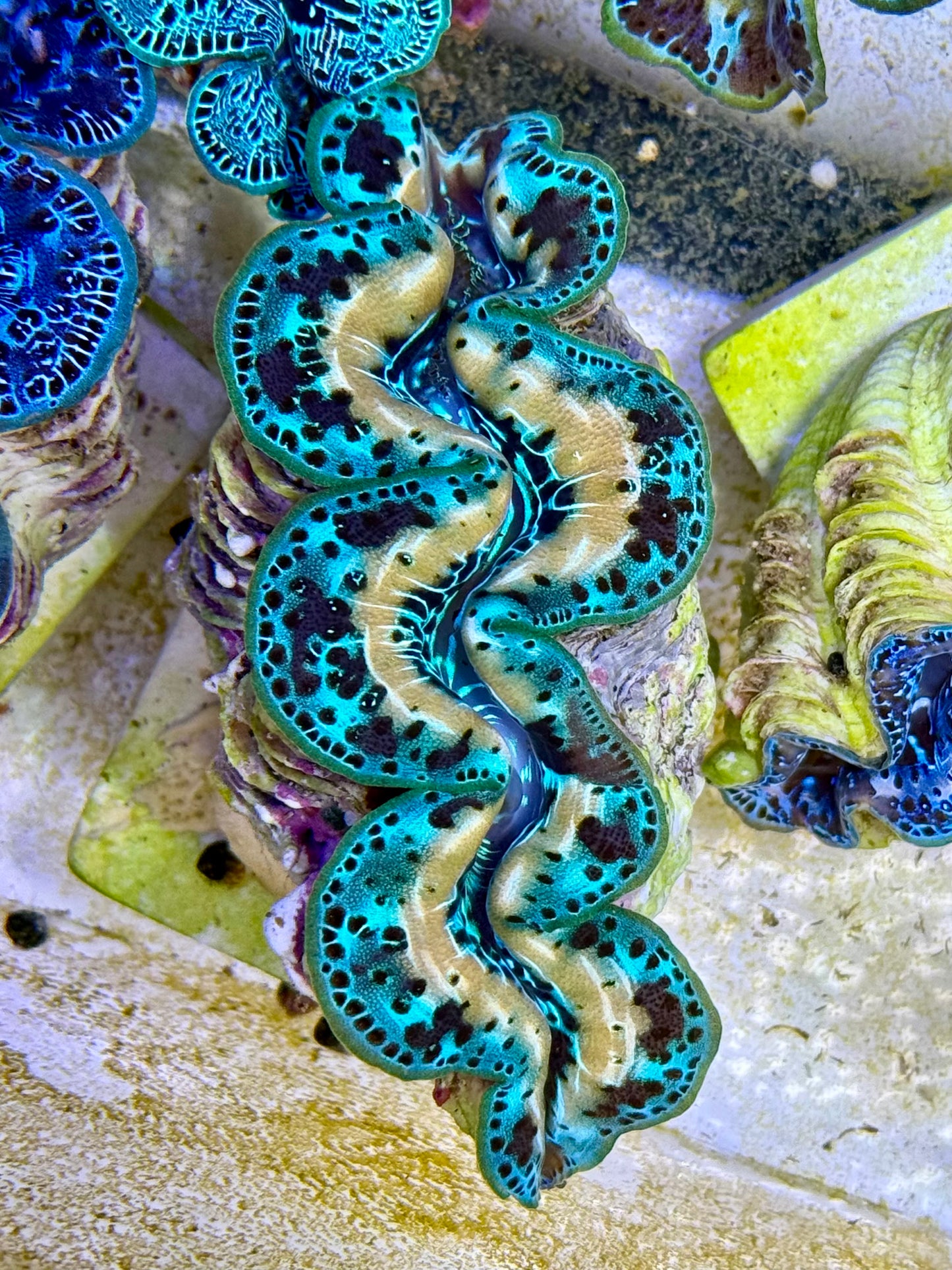 Cultured Maxima Clam 2.5” to 3.5” oh wow, is that for me CLAM