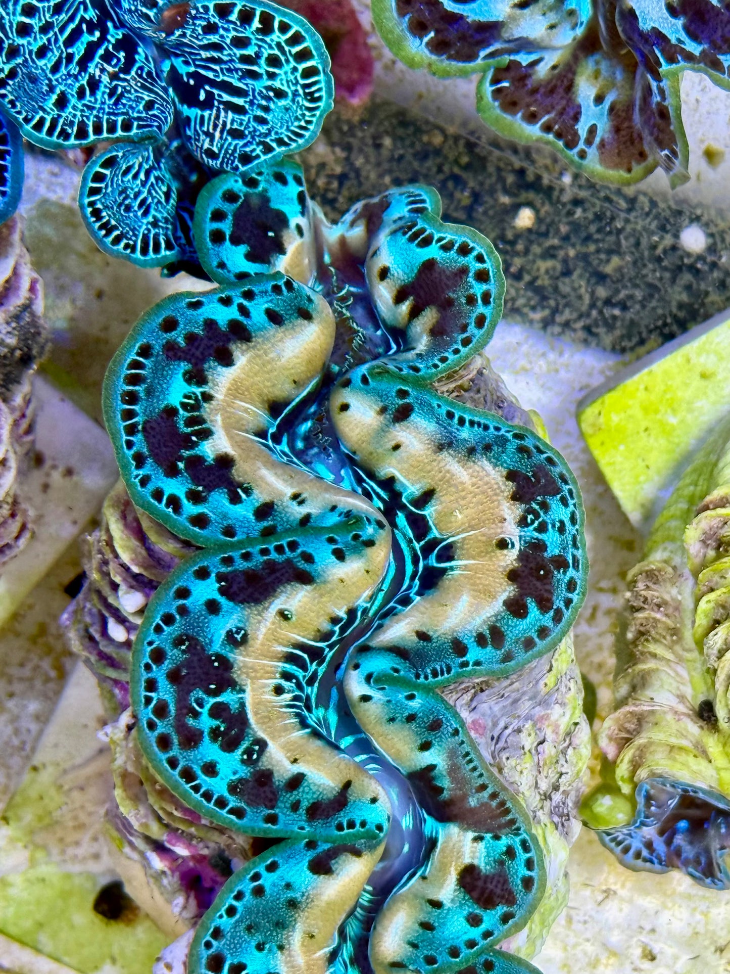 Cultured Maxima Clam 2.5” to 3.5” oh wow, is that for me CLAM