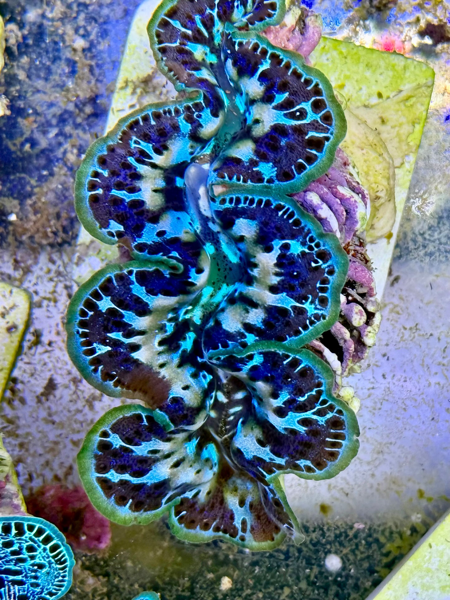 Cultured Maxima Clam 2.5” to 3.5” now that's a gorgeous clam
