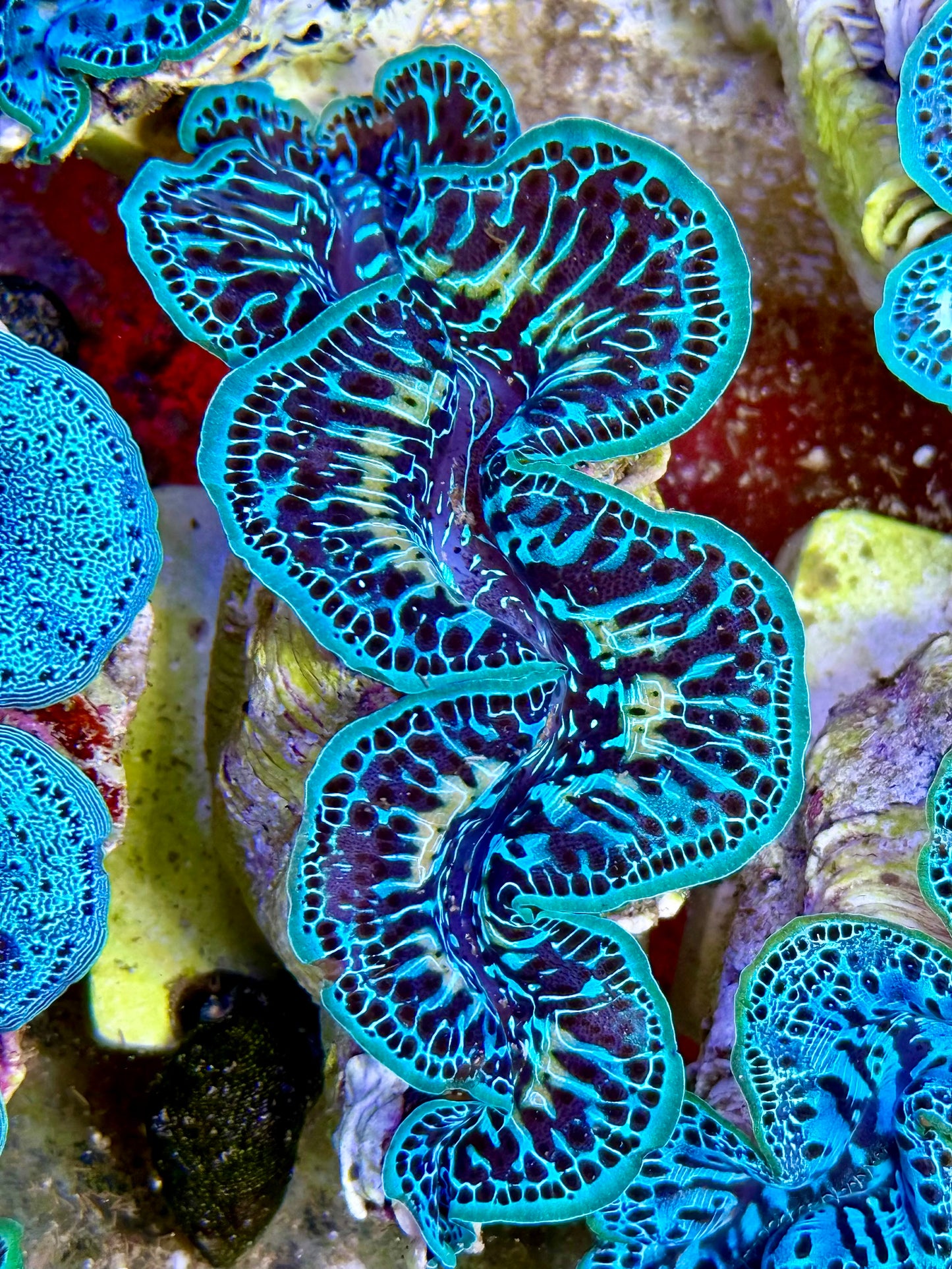 Cultured Maxima Clam 2.5” to 3.5” the how is this even possible Clam?