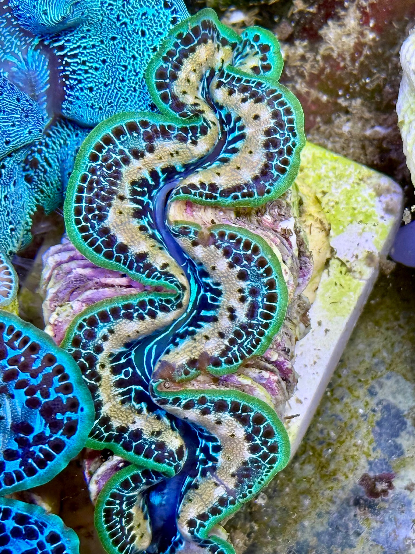 Cultured Maxima Clam 2.5” to 3.5” the oh wow, that's a lot of white lines in a blue and green Clam